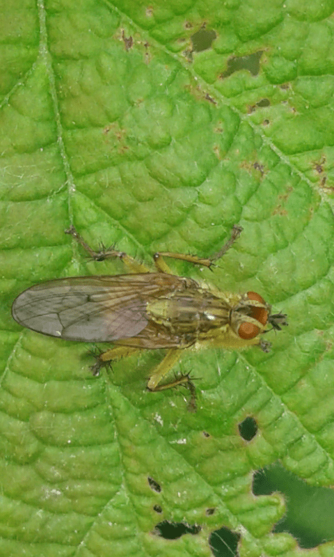 Scathophagidae : Scathophaga stercoraria? S, femmia